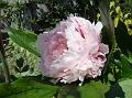 2011-0526-1545_Peony-15.2C